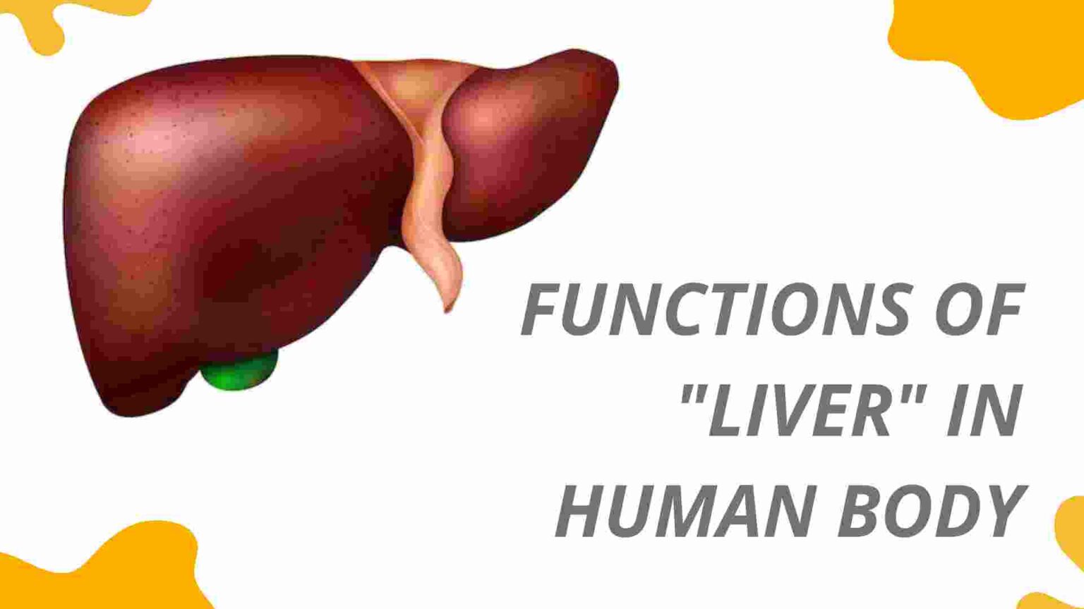 anatomy-of-the-liver-in-humans-sexiezpicz-web-porn